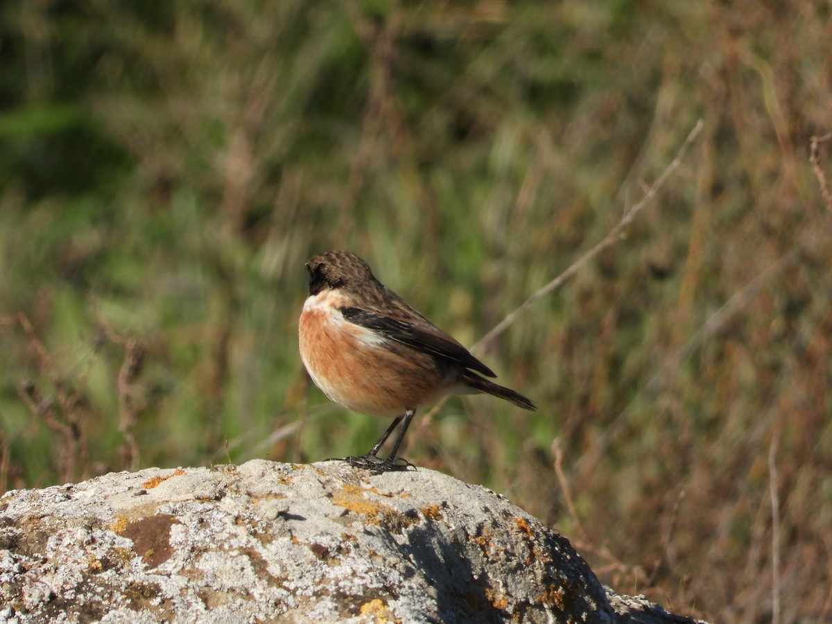 European Stonechat - ML628006615