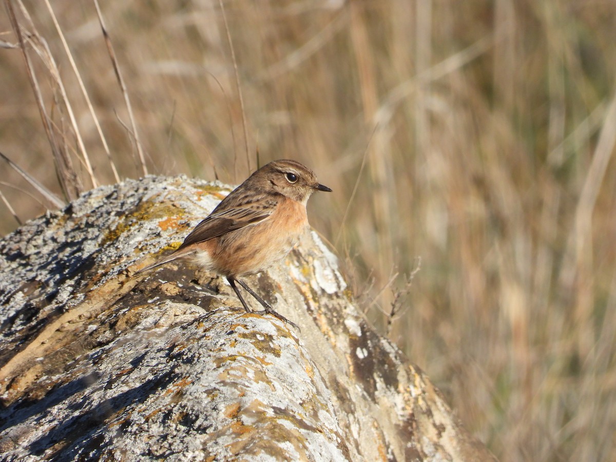 European Stonechat - ML628006633