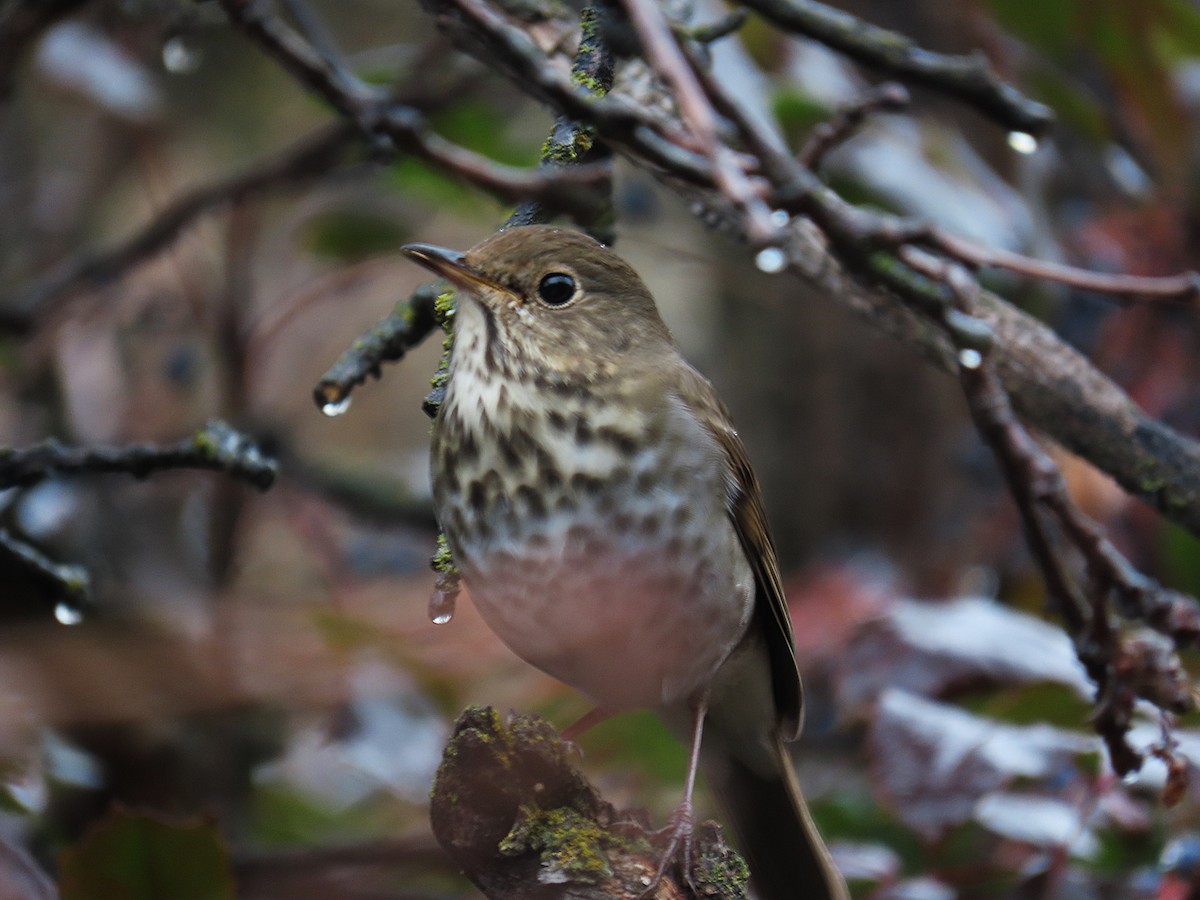 Hermit Thrush - ML628006800