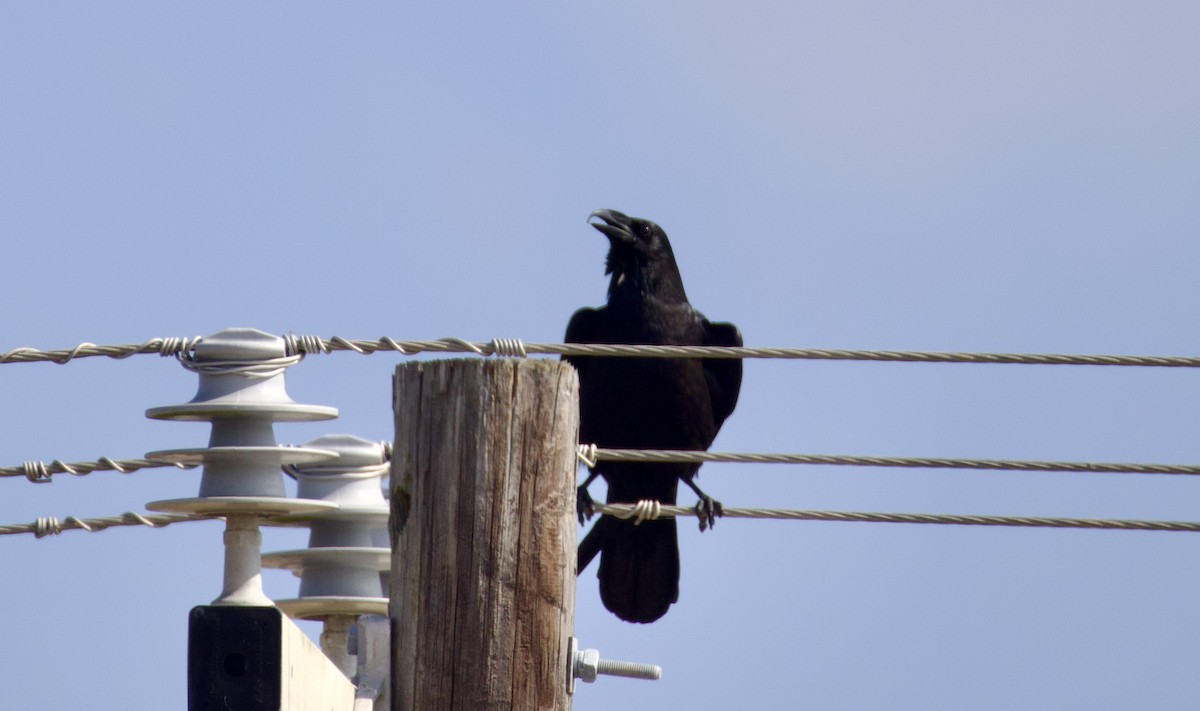 Chihuahuan Raven - ML628006949