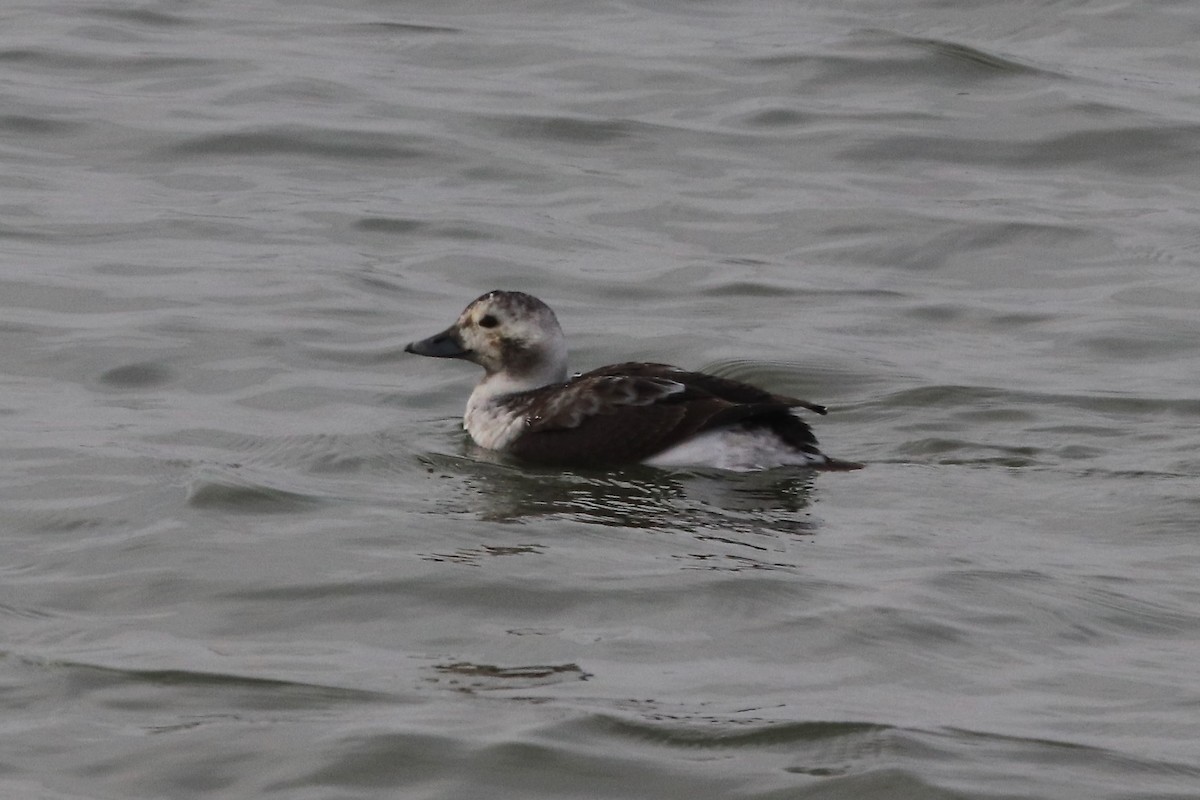 Long-tailed Duck - ML628007173