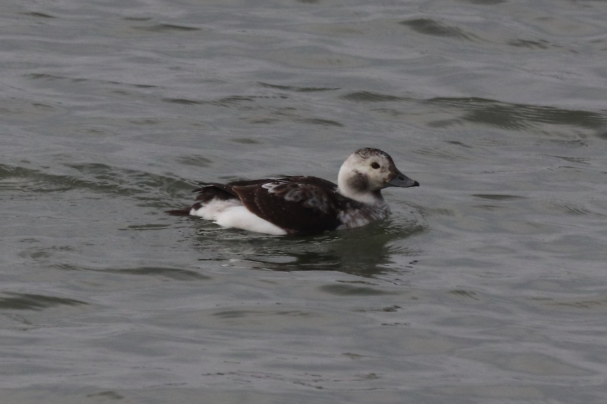 Long-tailed Duck - ML628007181