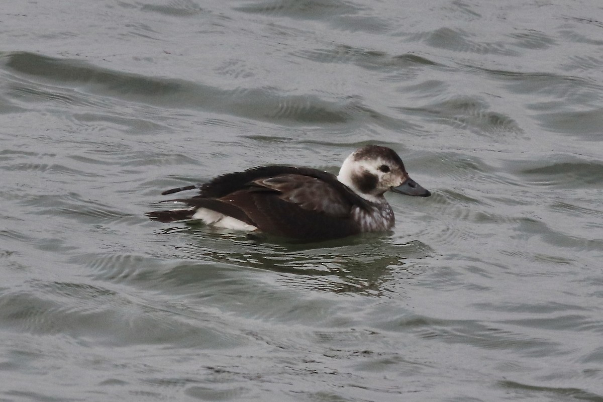 Long-tailed Duck - ML628007186