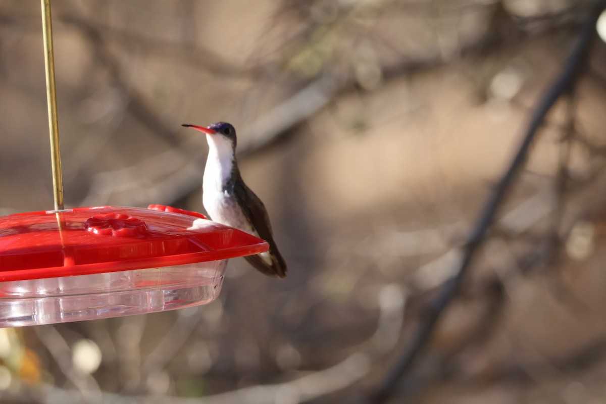 Violet-crowned Hummingbird - ML628007237