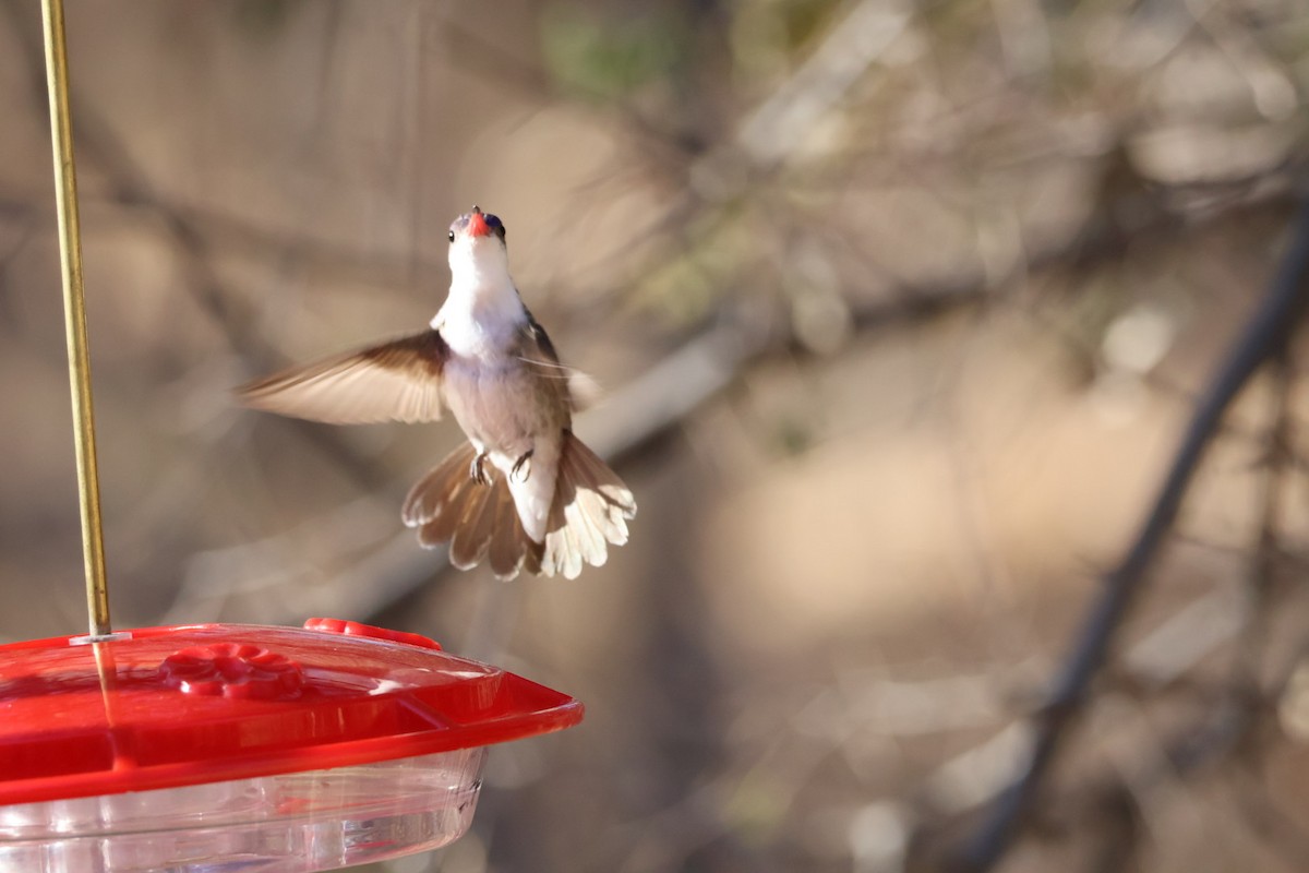 Violet-crowned Hummingbird - ML628007238