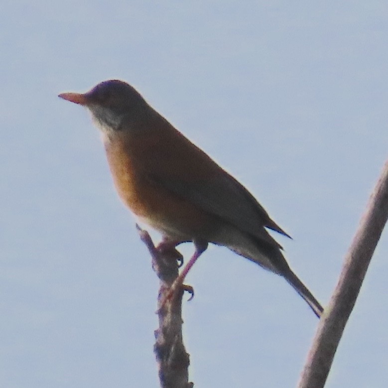 Rufous-backed Robin - ML628007347