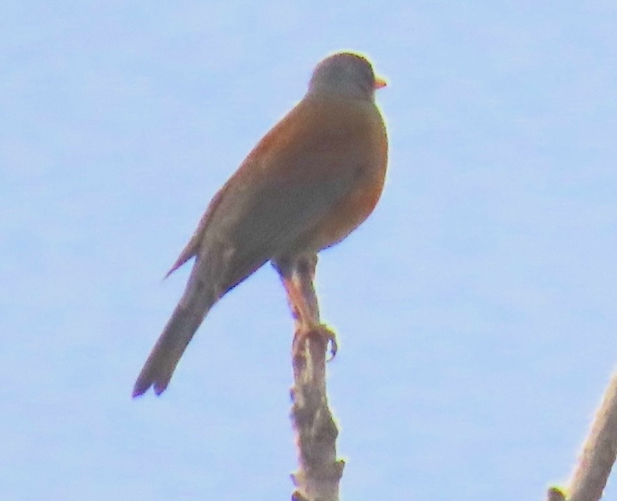Rufous-backed Robin - ML628007348