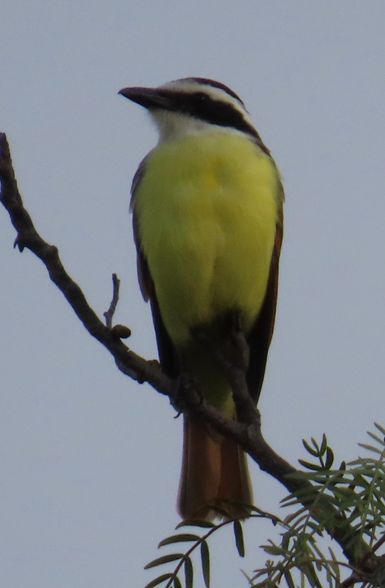 Great Kiskadee - ML628007364