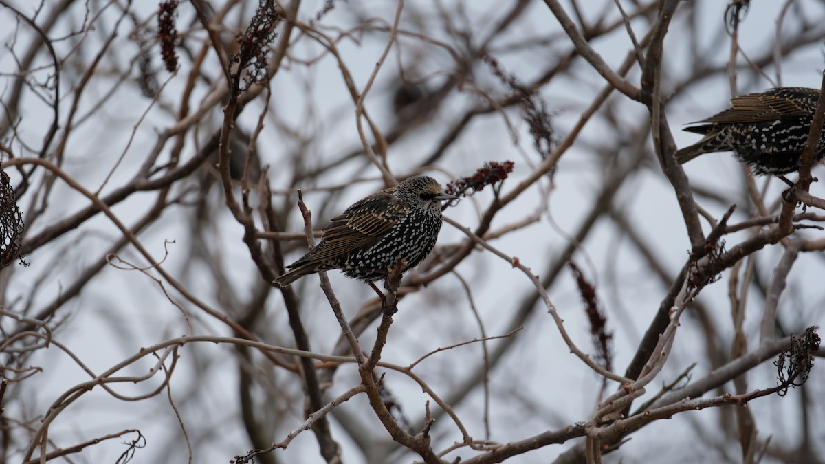 Хар тодол - ML628007400