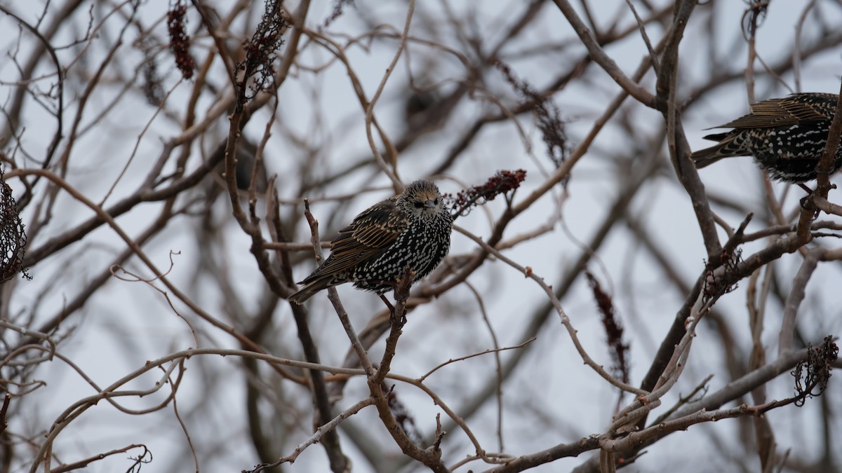 Хар тодол - ML628007401