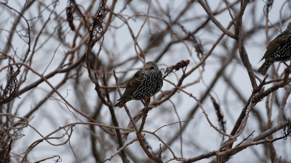 Хар тодол - ML628007402