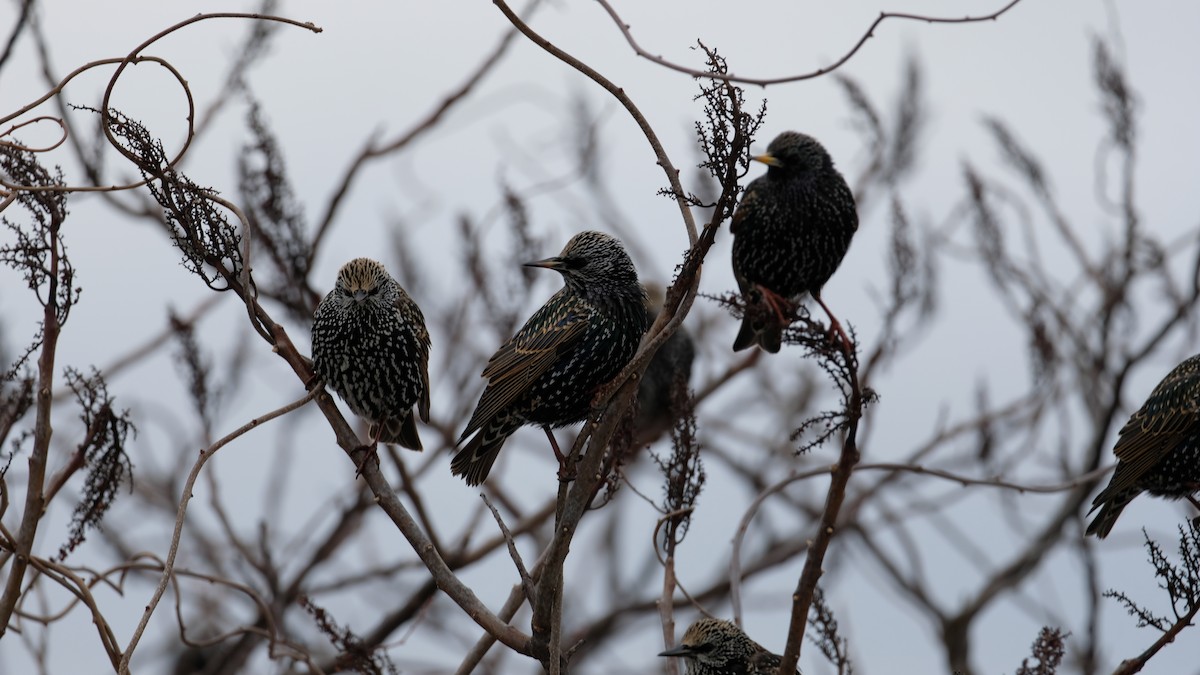 Хар тодол - ML628007403