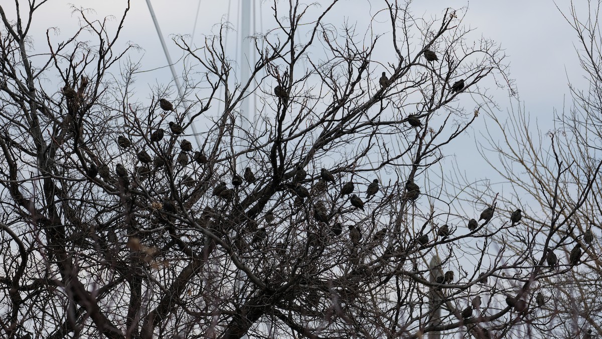 Хар тодол - ML628007404