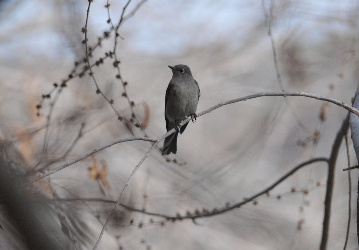 Townsend's Solitaire - ML628007518