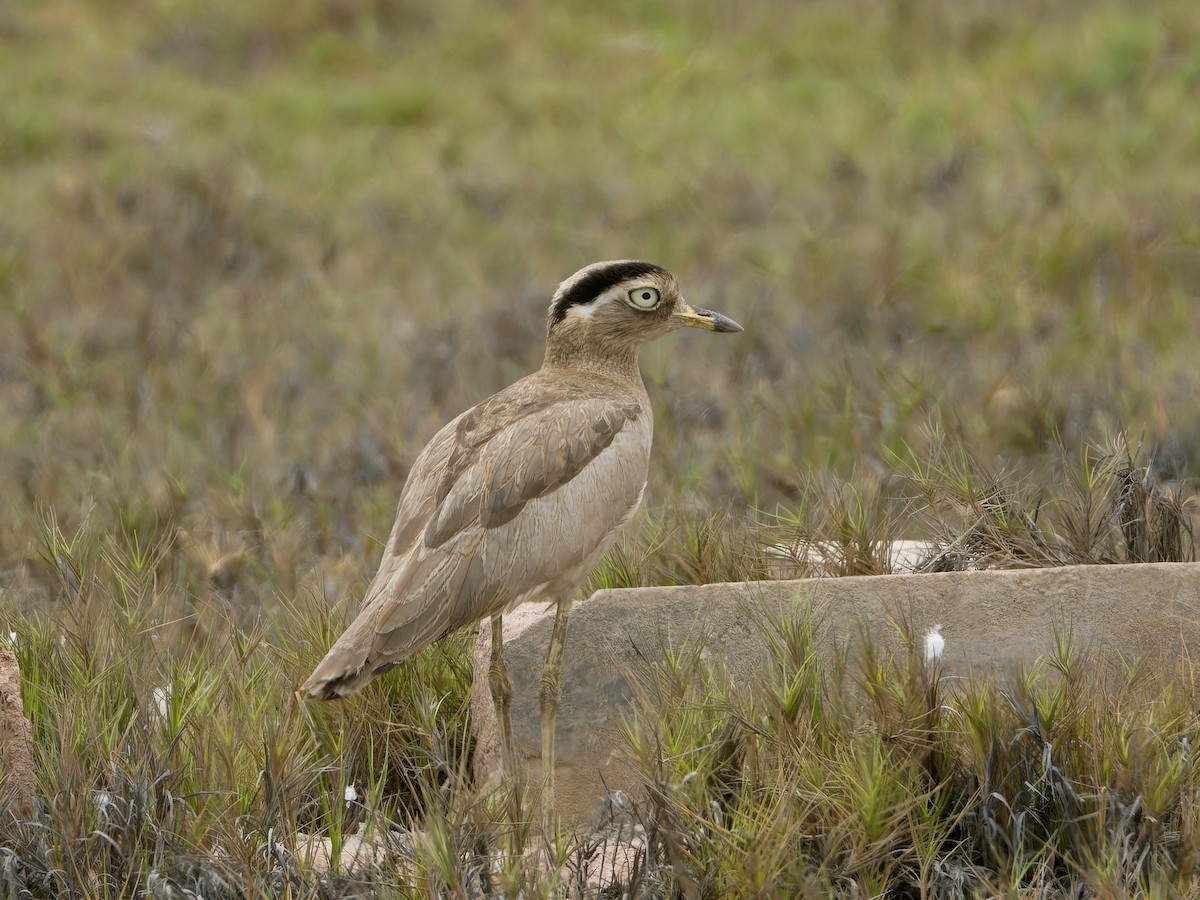 Peruvian Thick-knee - ML628007521