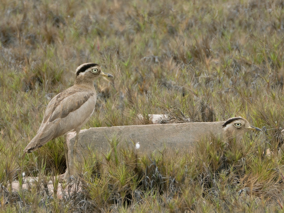 Peruvian Thick-knee - ML628007522