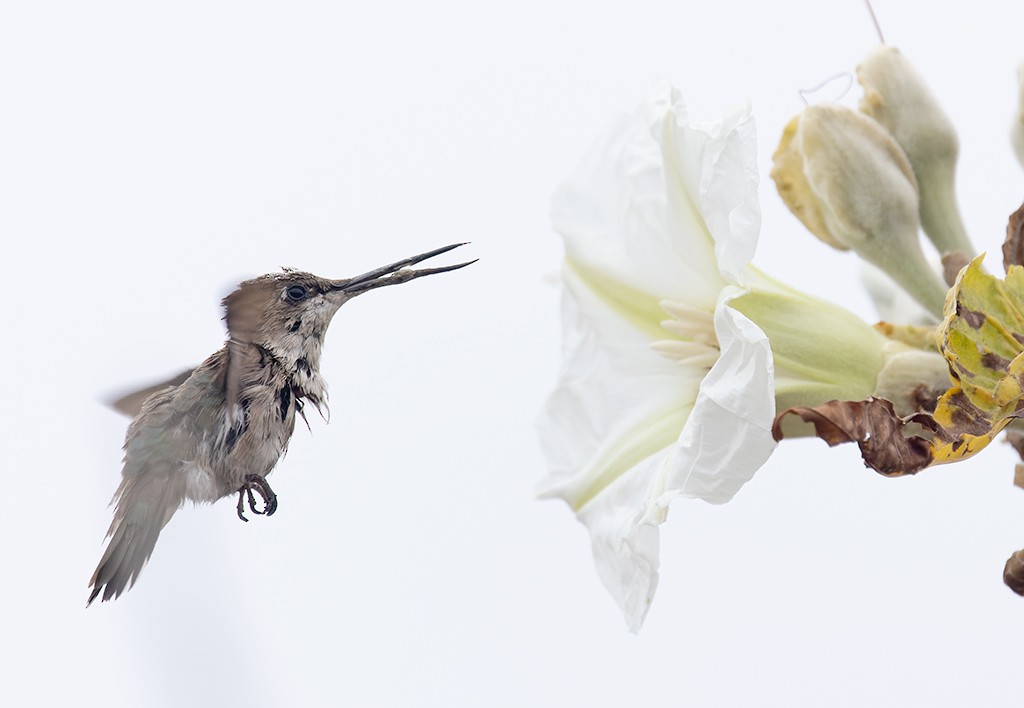 Colibrí Gorjirrubí - ML628007585