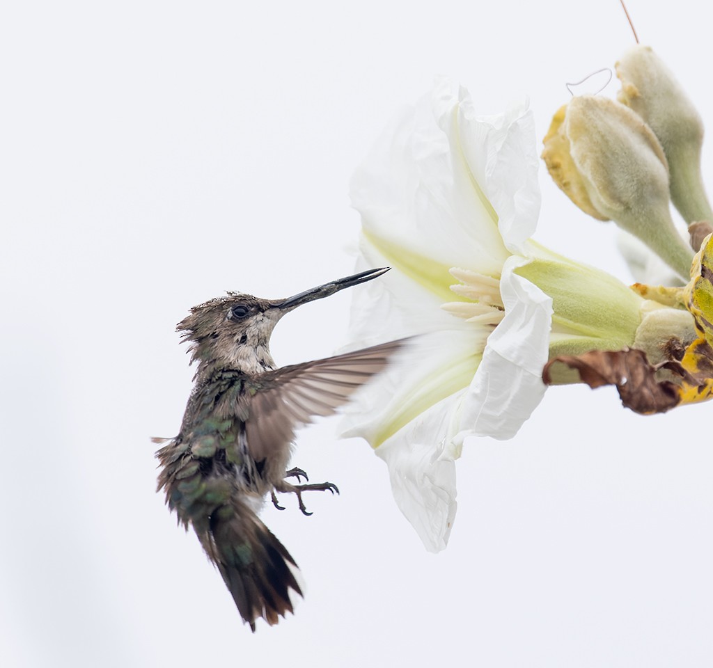 Colibrí Gorjirrubí - ML628007586