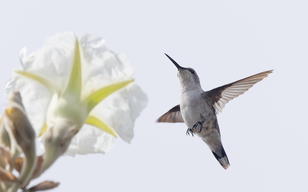 Colibrí Gorjirrubí - ML628007587