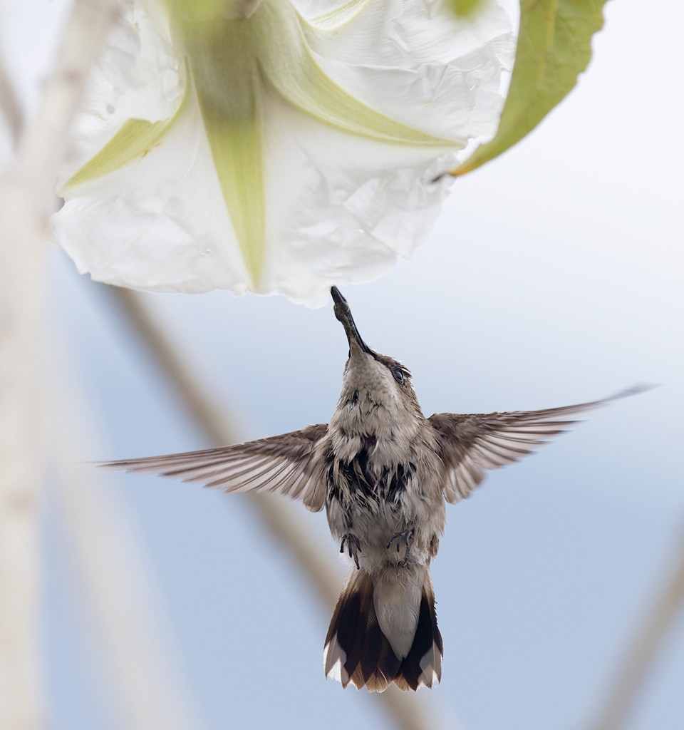 Colibrí Gorjirrubí - ML628007588