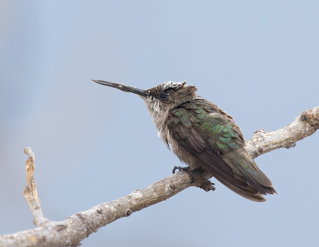 Colibrí Gorjirrubí - ML628007589