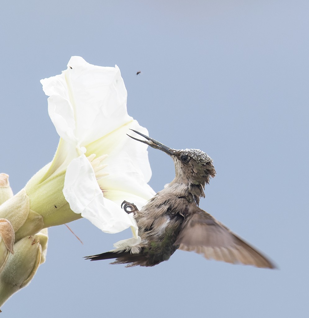 Colibrí Gorjirrubí - ML628007590