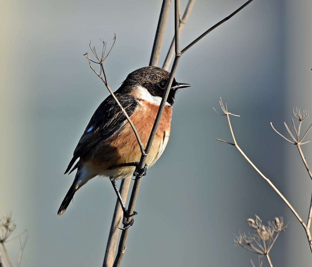 European Stonechat - ML628007612