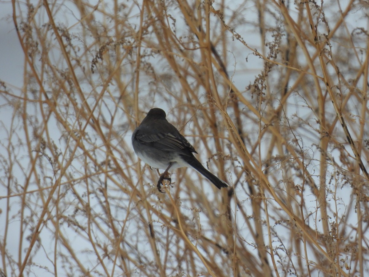 Dark-eyed Junco (Slate-colored) - ML628007629