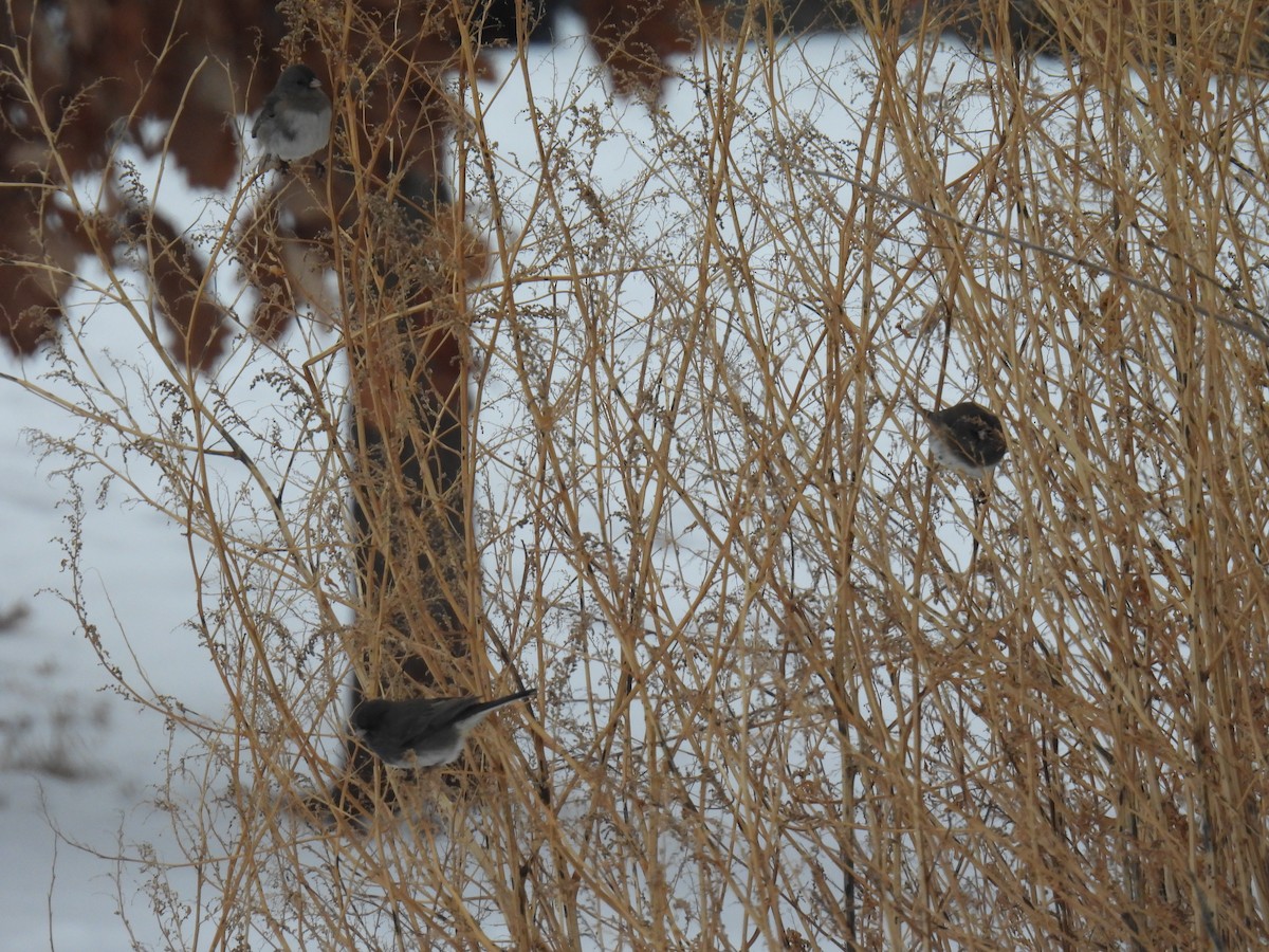 Dark-eyed Junco (Slate-colored) - ML628007630