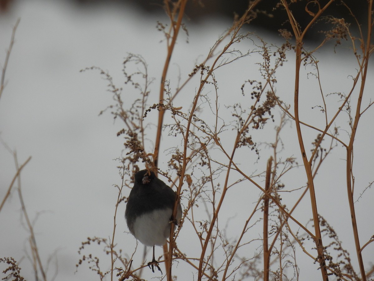 Dark-eyed Junco (Slate-colored) - ML628007640