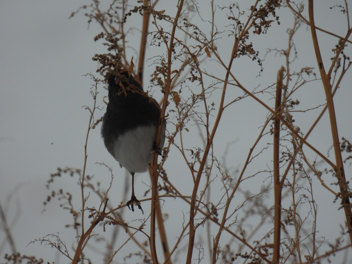 Dark-eyed Junco (Slate-colored) - ML628007642