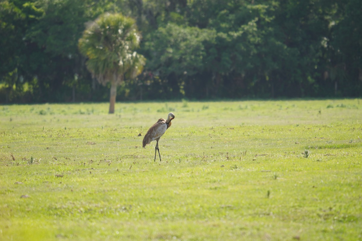 カナダヅル（pratensis） - ML628007687