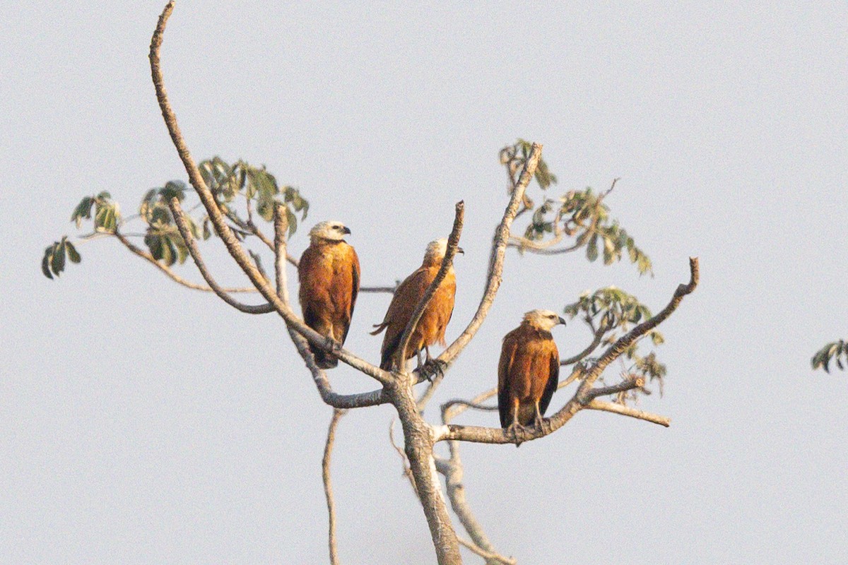 Black-collared Hawk - ML628007730