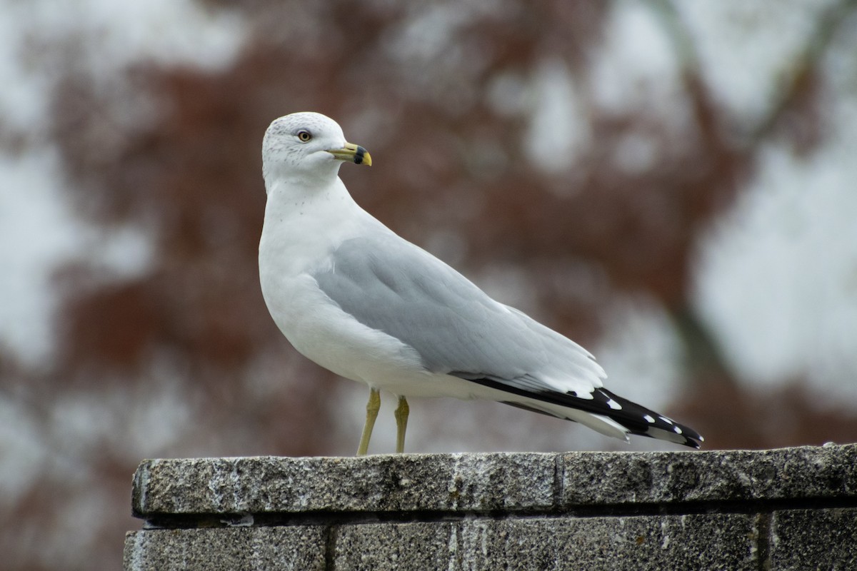 Ring-billed Gull - ML628007744