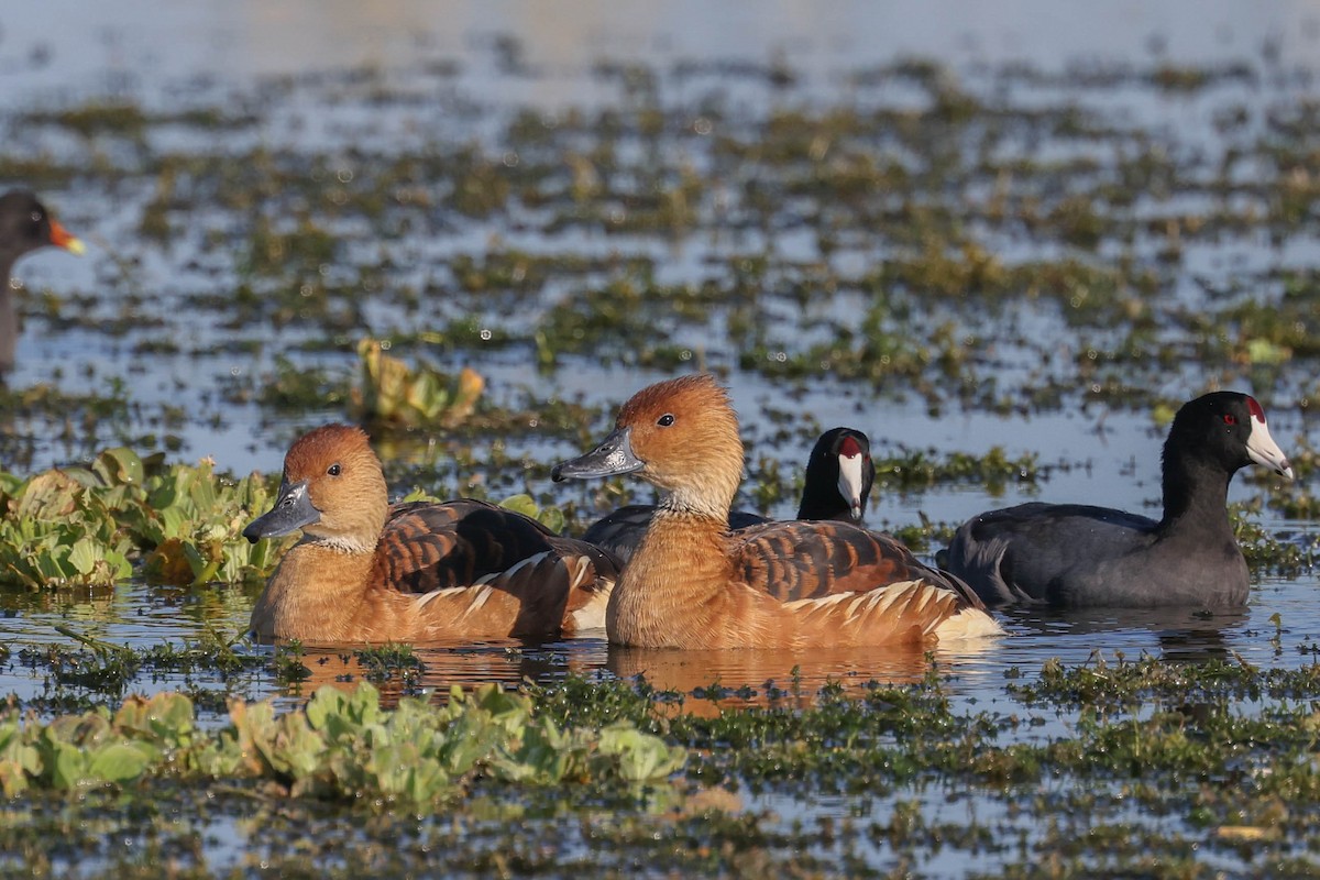 Fulvous Whistling-Duck - ML628007755