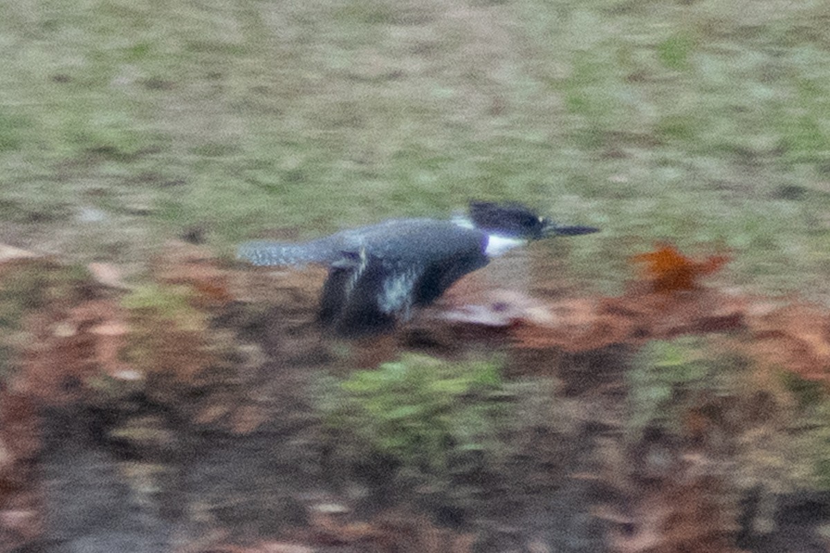 Belted Kingfisher - ML628007779