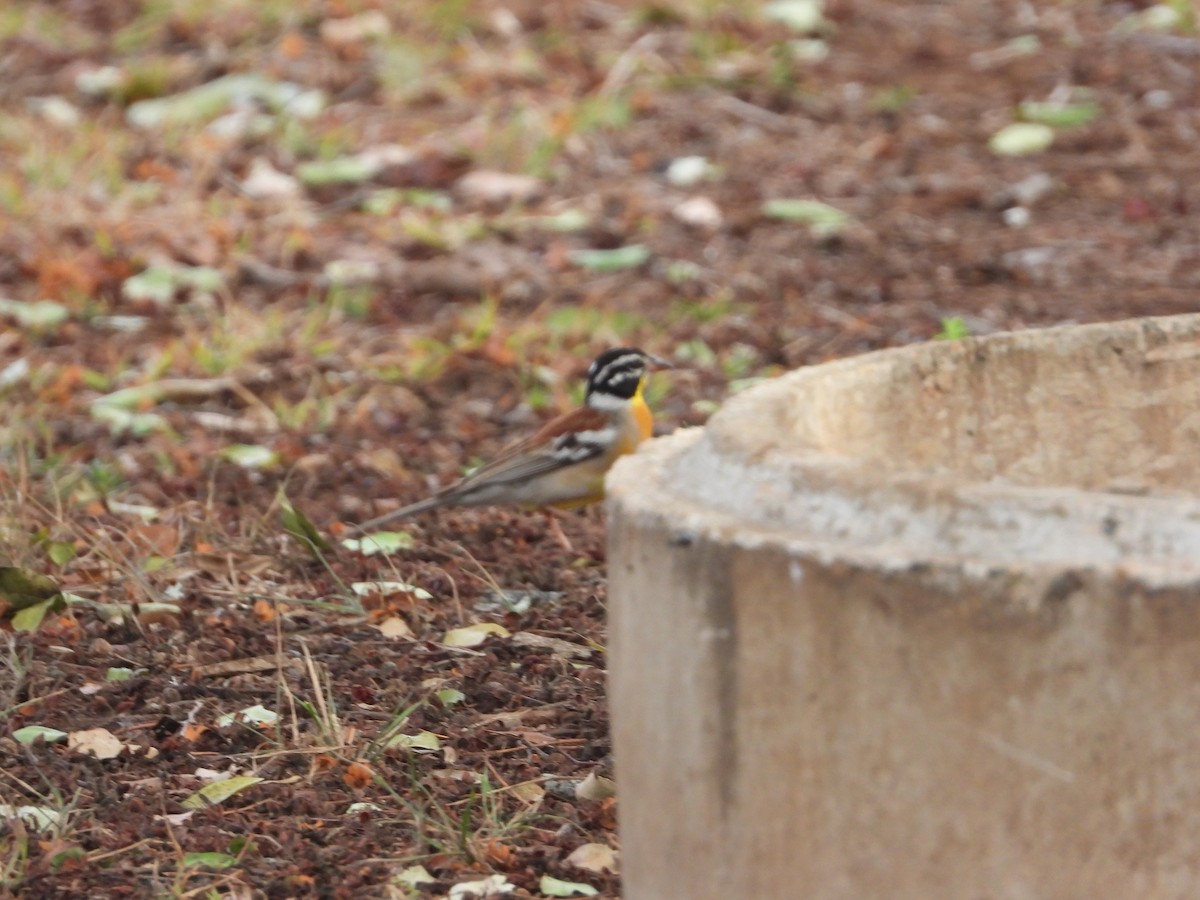 Golden-breasted Bunting - ML628007781