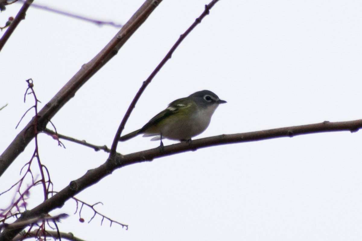 Blue-headed Vireo - ML628007784