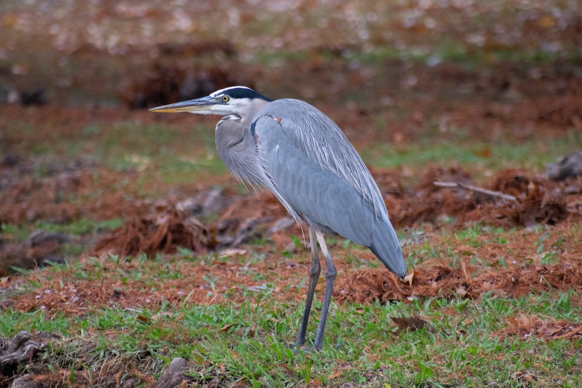 Great Blue Heron - ML628007804