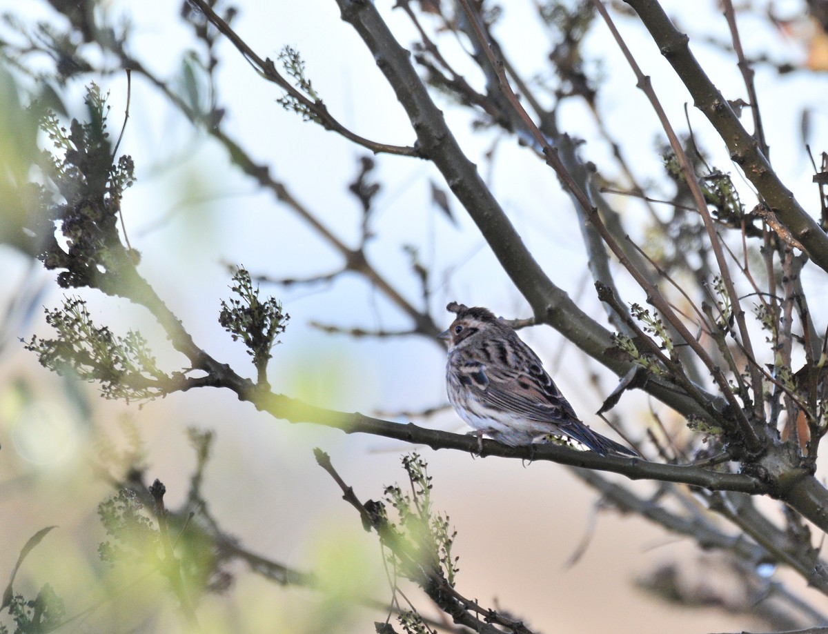 Little Bunting - Julio Ortega