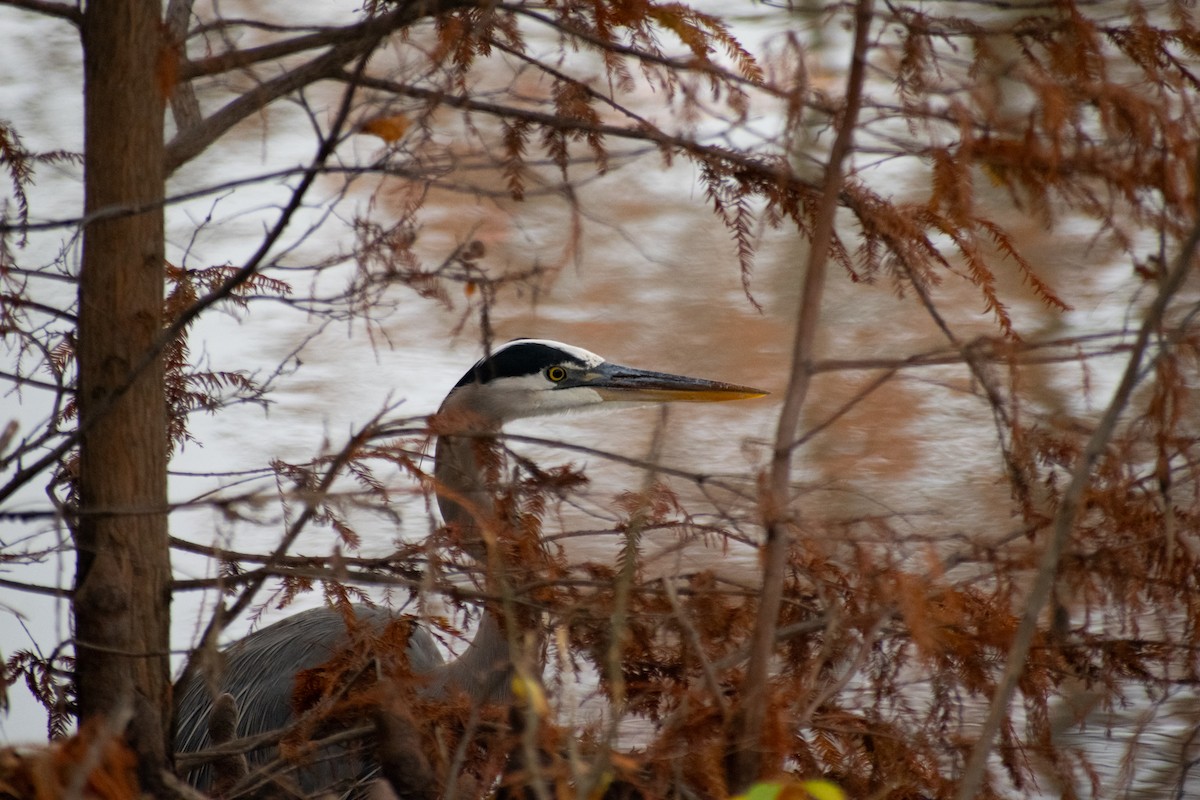 Great Blue Heron - ML628007810