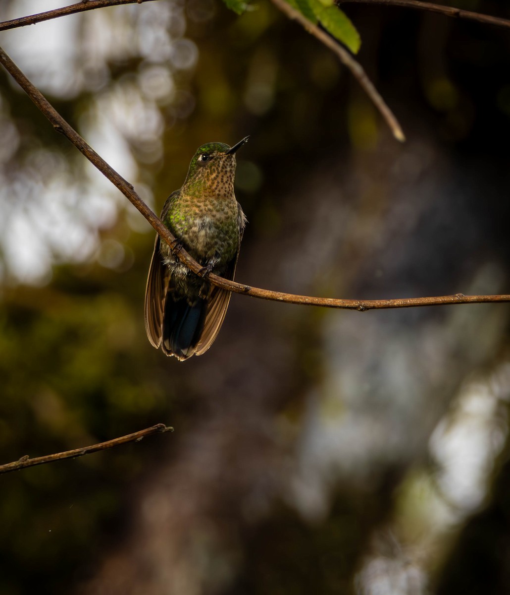 Tyrian Metaltail - ML628007818