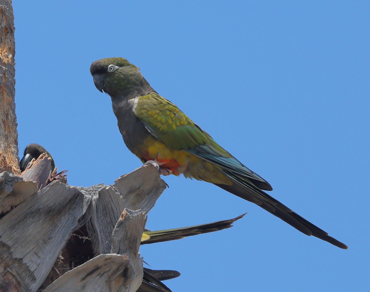 Conure de Patagonie - ML628007820