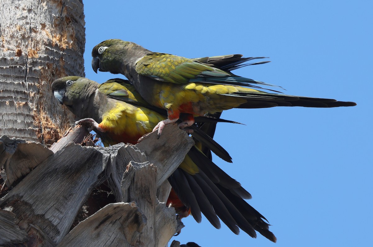 Conure de Patagonie - ML628007821