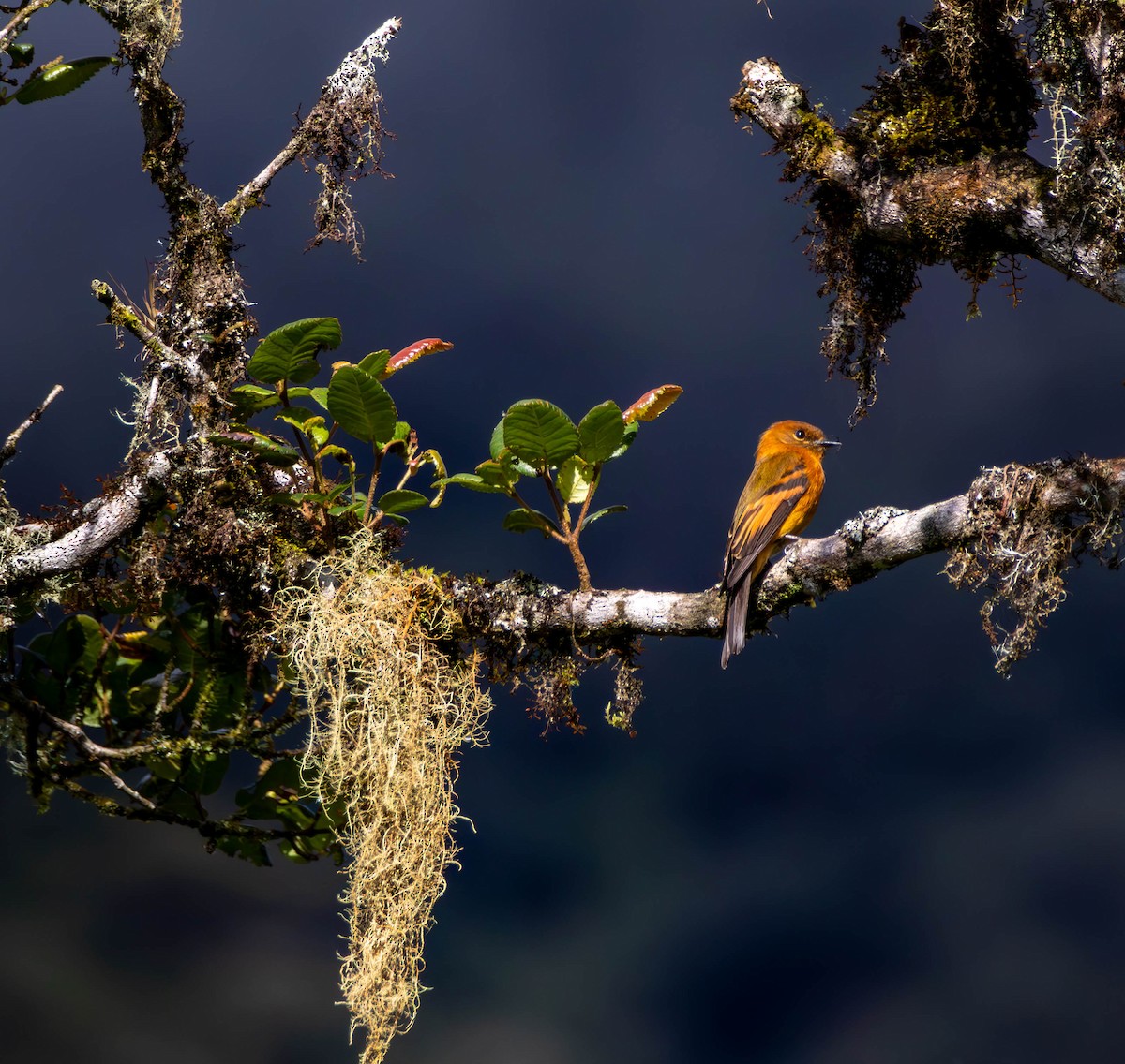 Cinnamon Flycatcher - ML628007826