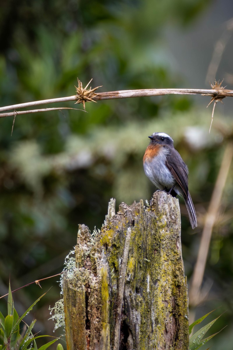 Rufous-breasted Chat-Tyrant - ML628007848