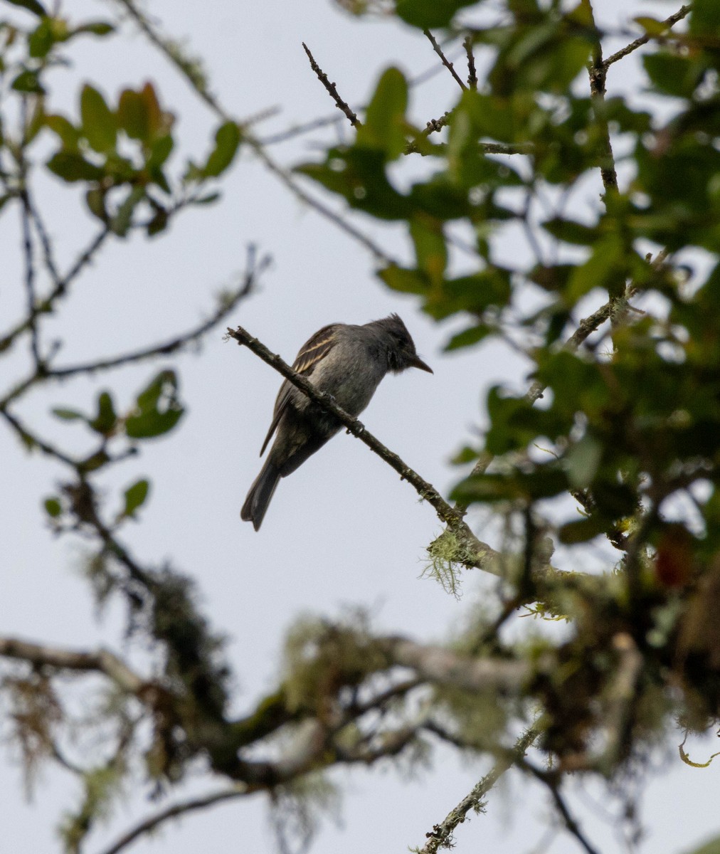 Smoke-colored Pewee - ML628007879