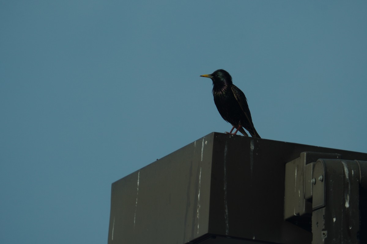 European Starling - ML628007930