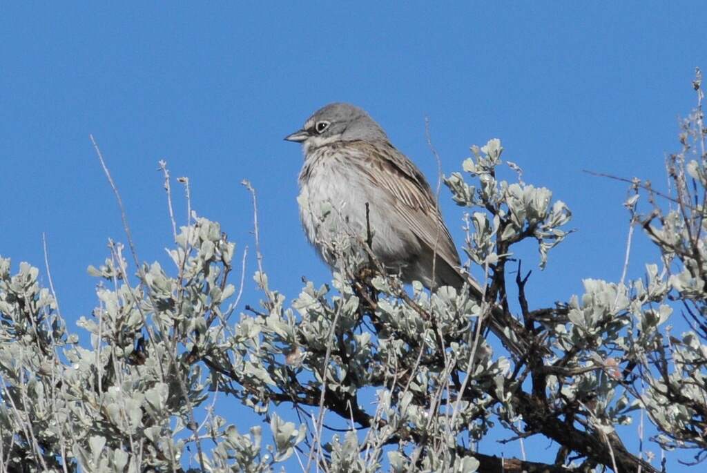 Sagebrush Sparrow - ML628007941