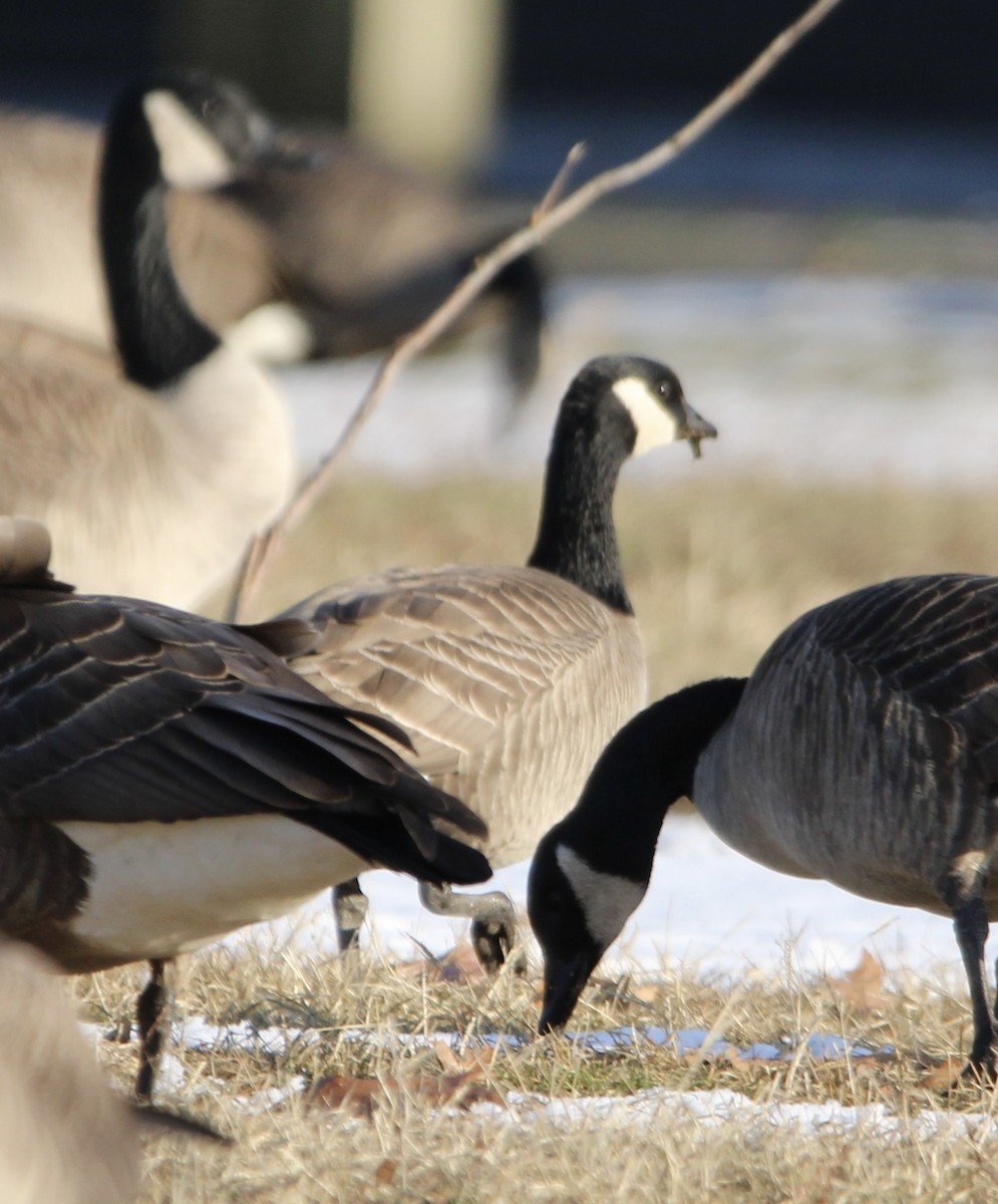 Cackling Goose - ML628007942